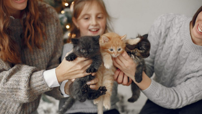 BELGRADE CAT FEST – mesto gde mačji svet oživljava, 1. i 2. novembra u Batajnici