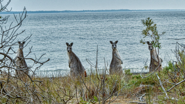 MISIJA BIČ: Australijski tropski raj za eko-turizam i avanturu