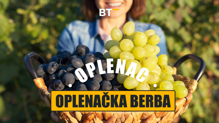 UŽIVO IZ TOPOLE: Oplenački dani berbe na Balkan Tripu