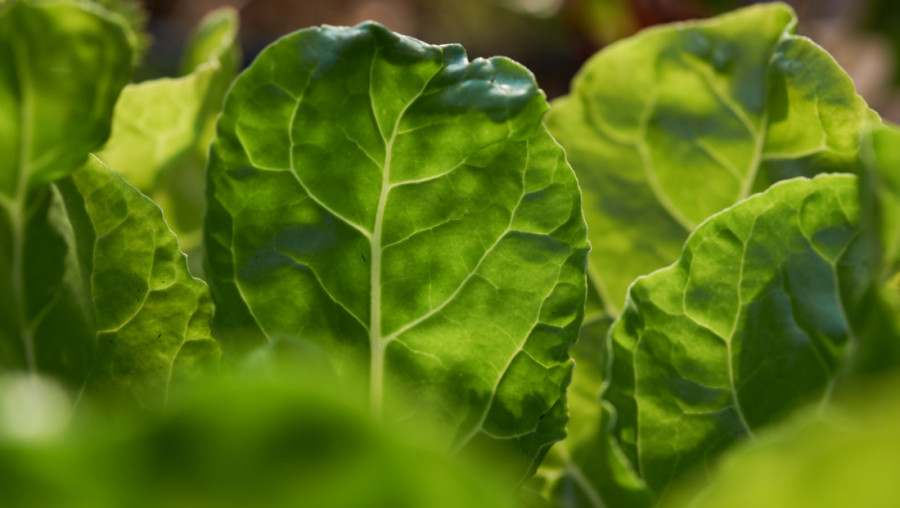 DVANAESTA "RAŠTANIJADA" u Crvenki, u nedelju 2. novembra