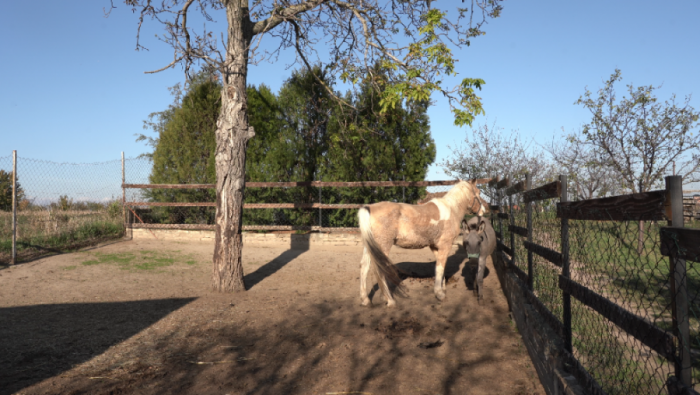 ZELENA PLANTAŽA "IVA" - Iskustvo seoskog života i inkluzivnog turizma za sve generacije