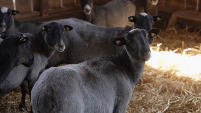 SRBIJA RADI, SRBIJA SE GRADI u epizodi: "Farma romanovskih ovaca, Tadići, Mia i Ivan, Valjevo"
