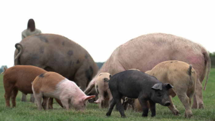 DAN MANGULICE u subotu, 13. decembra u Zasavici