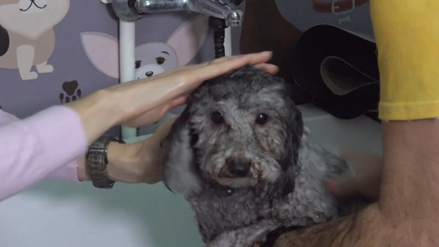 "SRBIJA RADI, SRBIJA SE GRADI" u epizodi: Salon za kućne ljubimce, Kristina i Zoran, Novi Beograd