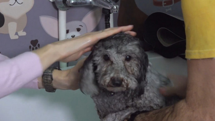 "SRBIJA RADI, SRBIJA SE GRADI" u epizodi: Salon za kućne ljubimce, Kristina i Zoran, Novi Beograd