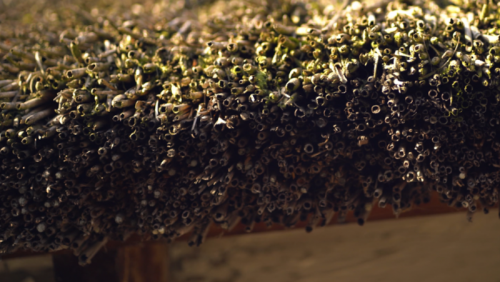 NOVI FESTIVALI U OKOLINI ZRENJANINA: Foto safari u poljima maka i slikanje na trsci